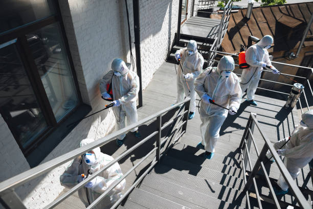 Best Black Mold Removal  in Gibbstown, NJ