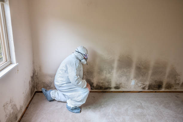 Mold Removal for HVAC Installations in Gibbstown, NJ
