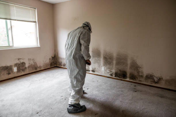 Professional Mold Removal in Gibbstown, NJ