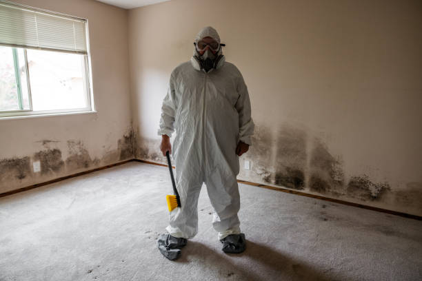 Best Basement Mold Removal  in Gibbstown, NJ