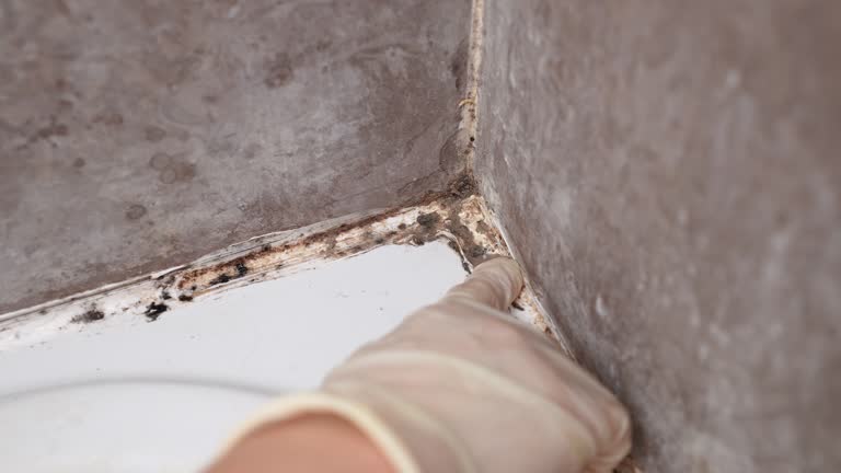 Best Forensic Mold Investigation  in Gibbstown, NJ